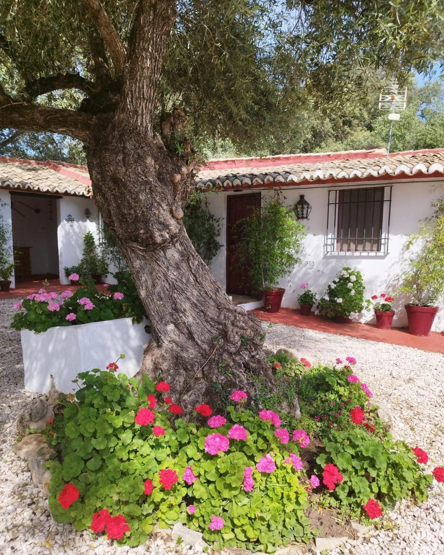 Casa Abanto Villa Ronda Exterior foto